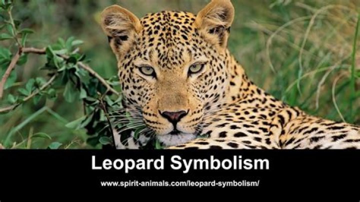 What does leopard symbolize?