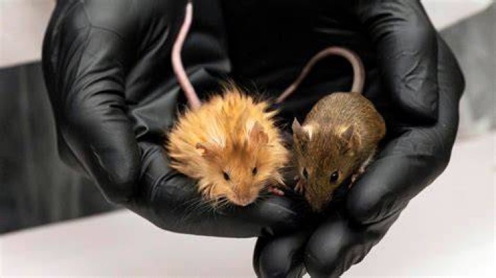What does mice stand for in engineering?