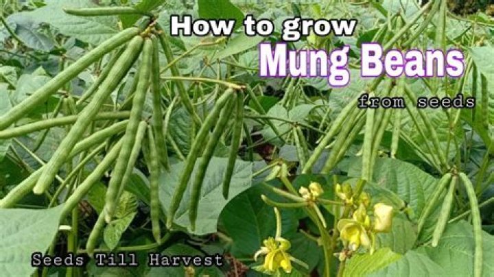 What does mung bean plant look like?