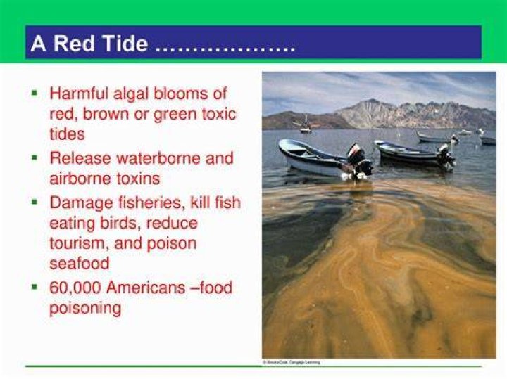 What does red tide affect?