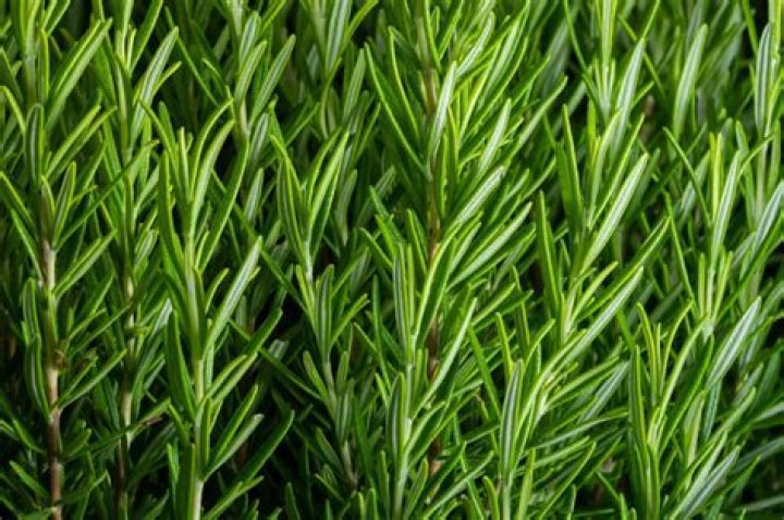 What does rosemary leaves look like?