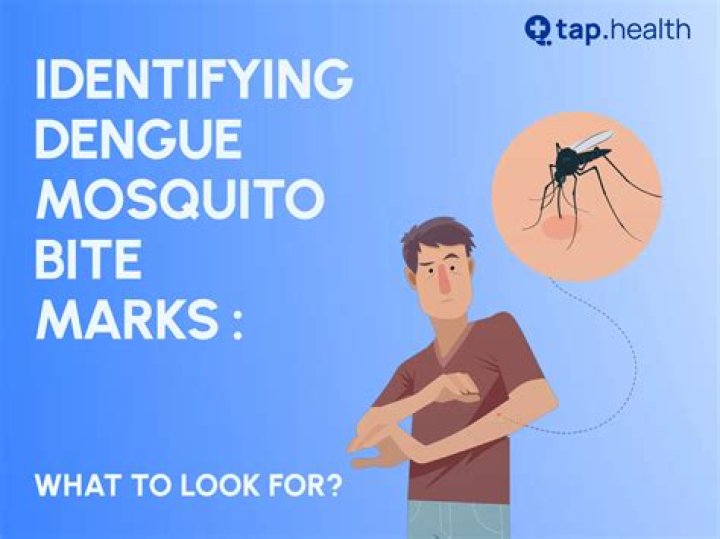 What does seeing a mosquito mean?