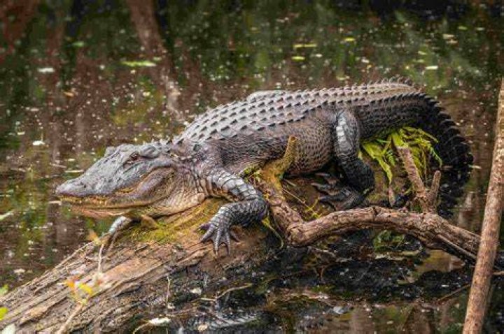 What does the American alligator eat?