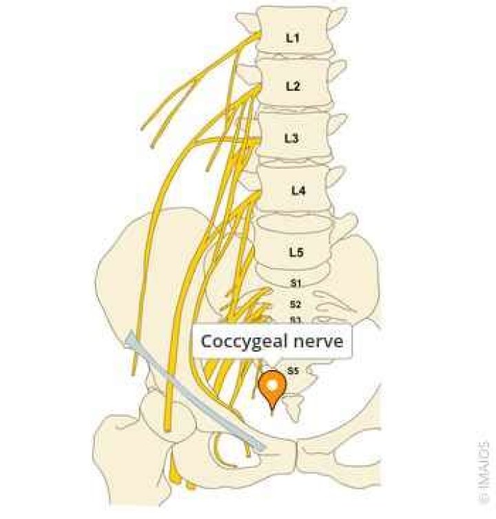 What does the Coccygeal nerve do?