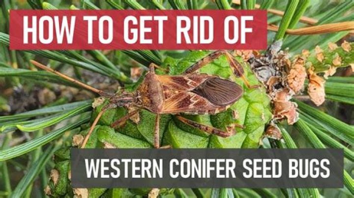 What does the Western conifer seed bug eat?