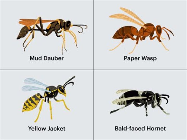 What does Wasping mean?