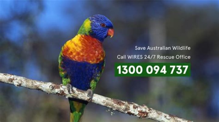 What does Wildlife Victoria do?