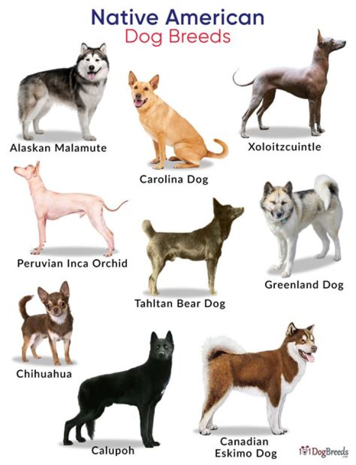 What dog breeds are native to North America?