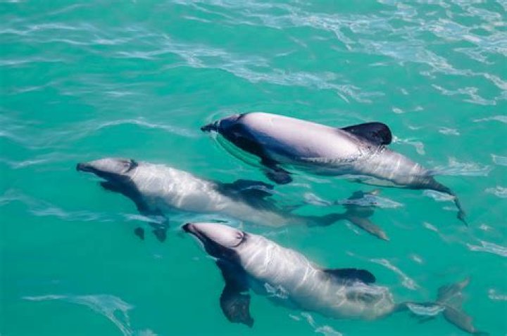 What dolphins are from NZ?