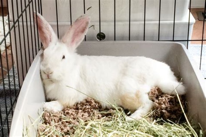 What else can you use for rabbit bedding?