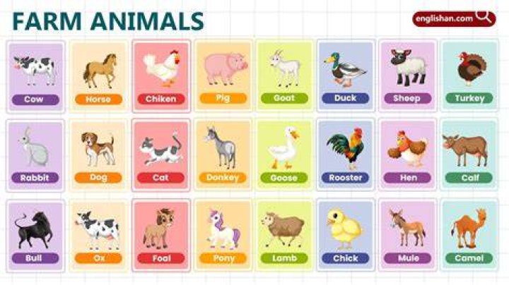 What farm animal says moo?