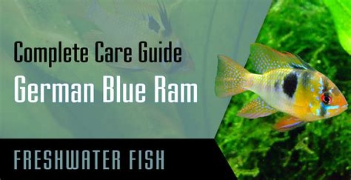What fish can I keep with German blue rams?