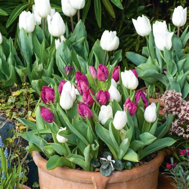What flowers grow with tulips?