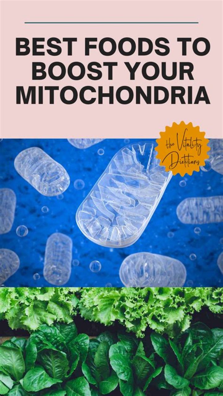 What foods increase mitochondria?