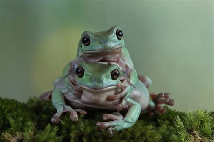 What frogs can be kept together?