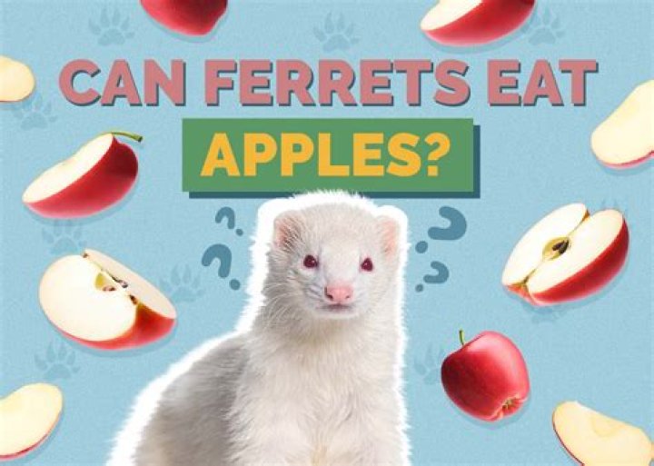 What fruit can Ferrets eat?
