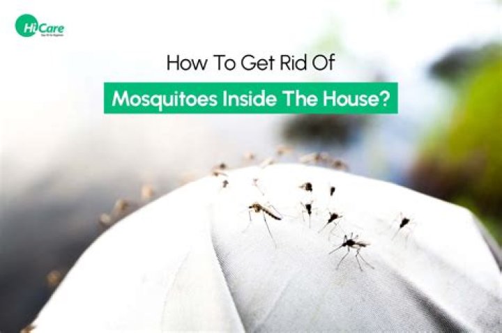 What granules kill mosquitoes?