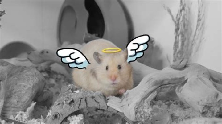 What happens if a hamster dies?