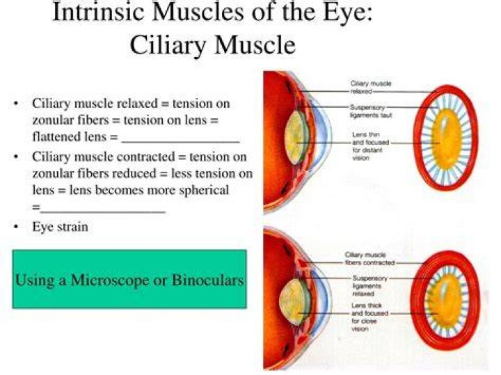 What happens when the ciliary muscles of the eye contract the?