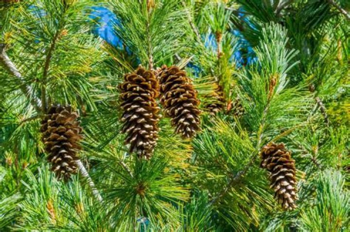 What helps a pine tree survive?
