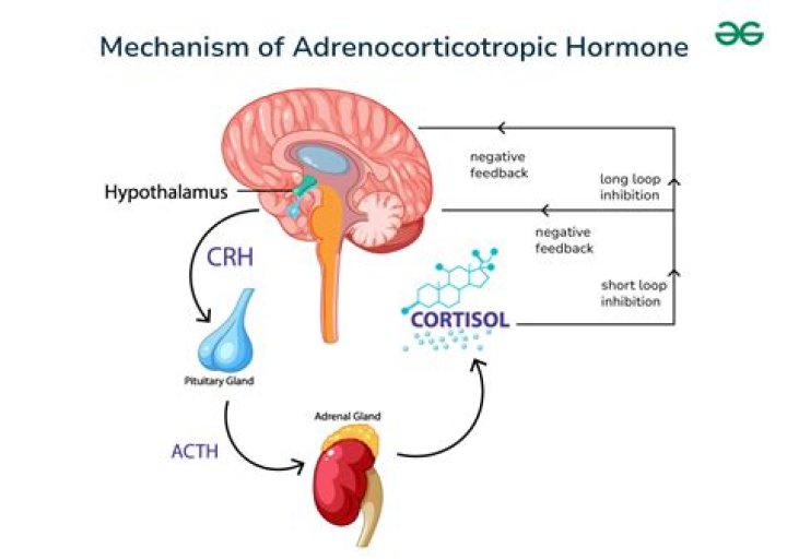 What hormone is released when you cry?