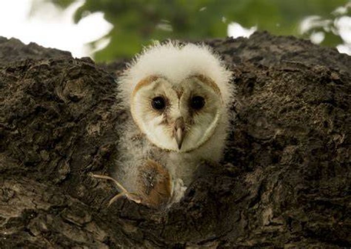 What is a fledgling owl?