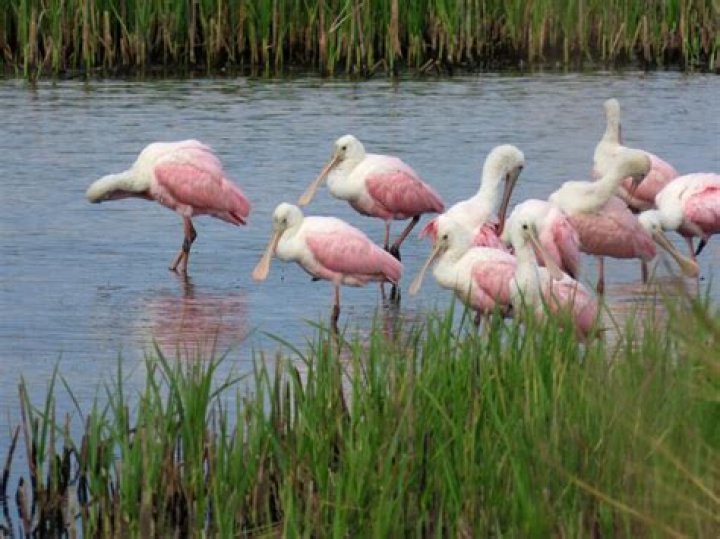 What is a group of roseate spoonbills called?