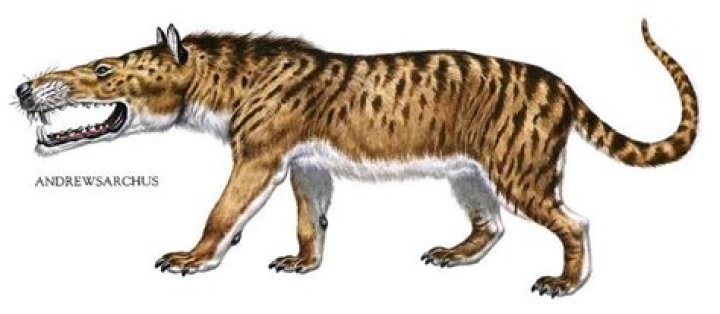 What is a Leucrocuta?