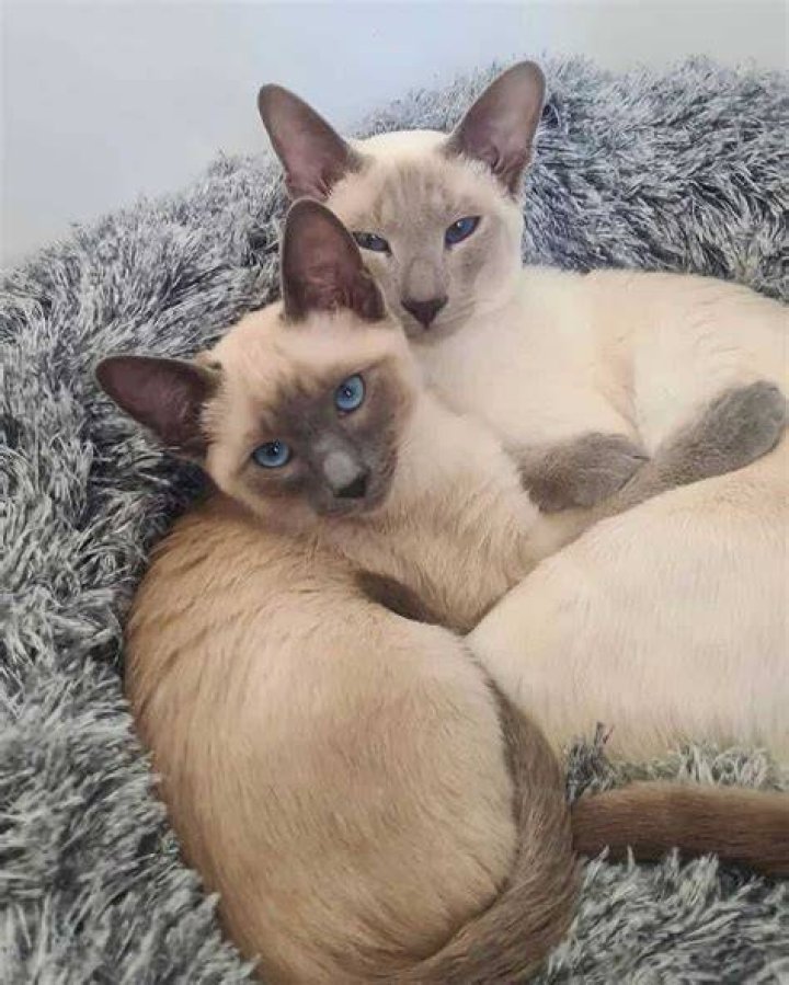What is a lilac point Siamese cat?