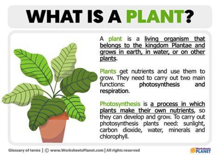 What is a plant fitter?