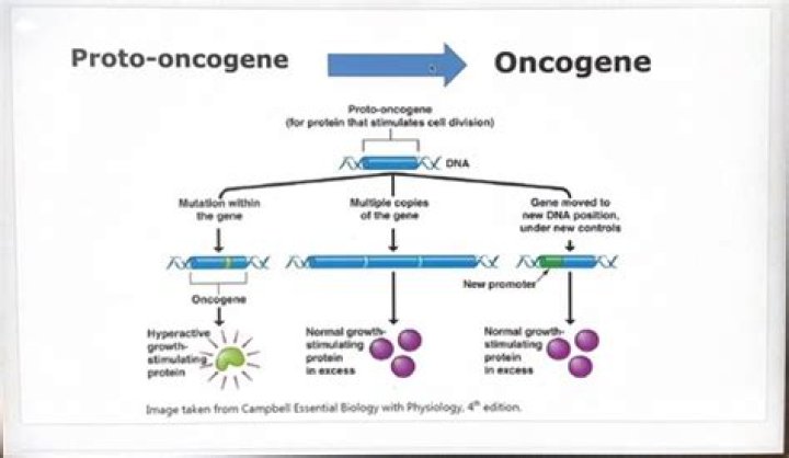 What is a proto oncogene quizlet?
