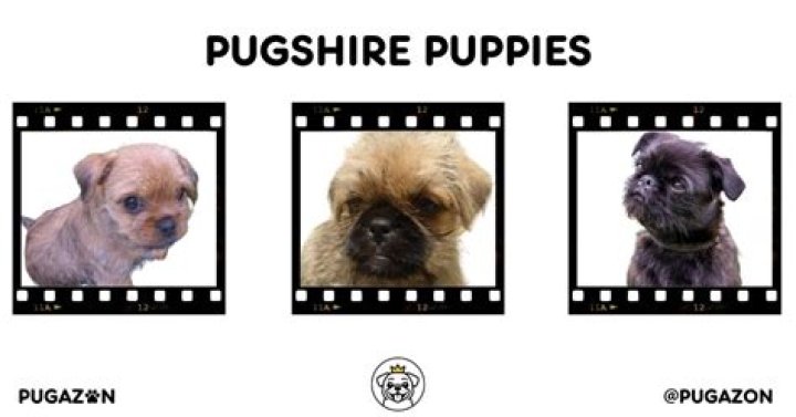 What is a Pugshire?