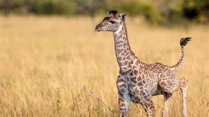 What is a relative of the giraffe?