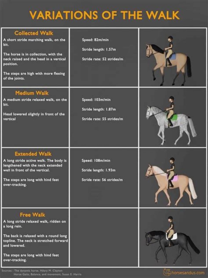 What is a stride in horse riding?