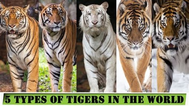 What is a Tigers height and size?