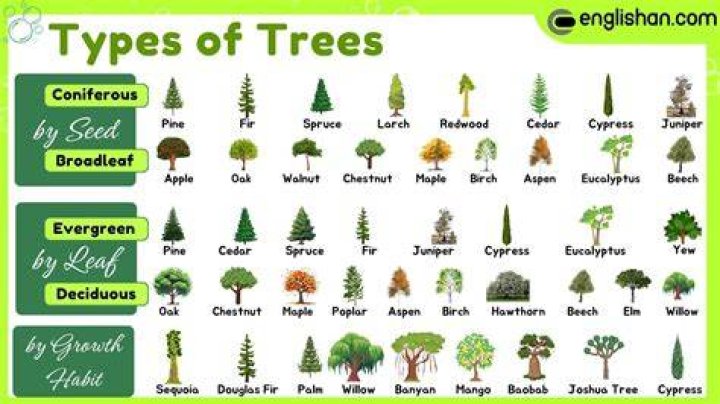 What is a tree's scientific name?