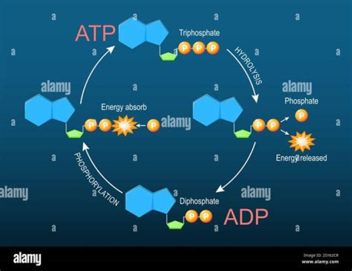 What is ADP Otto?