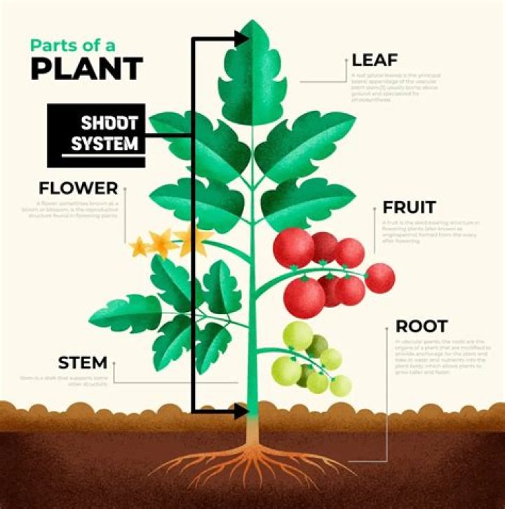 What is an example of a woody plant?