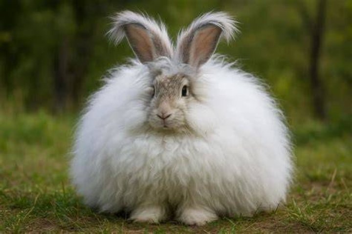 What is an old rabbit called?