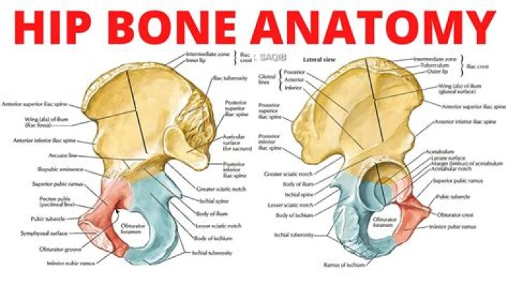 What is another name for the hip bone?