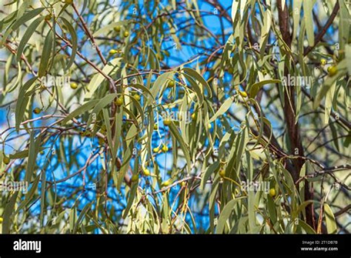 What is Australia's native tree?