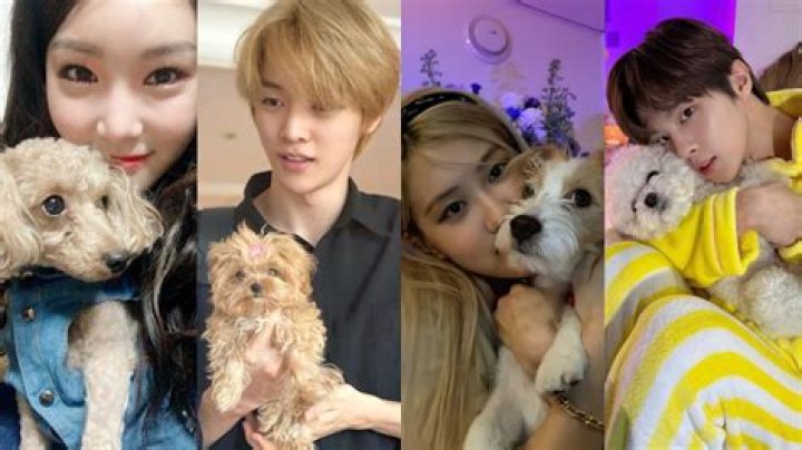 What is BTS dog name?