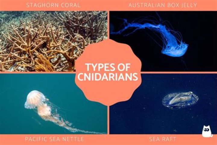 What is budding in cnidarians?