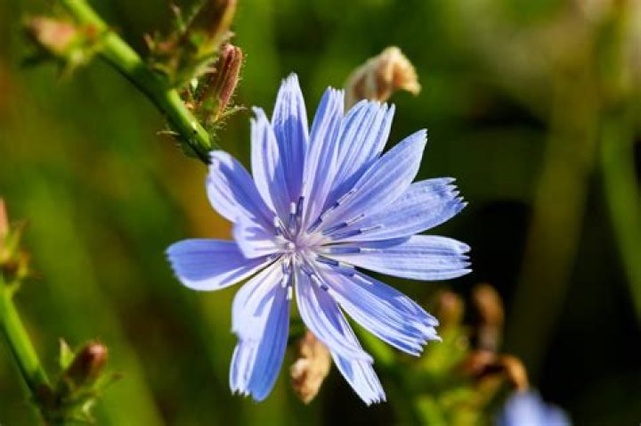 What is chicory called in English?