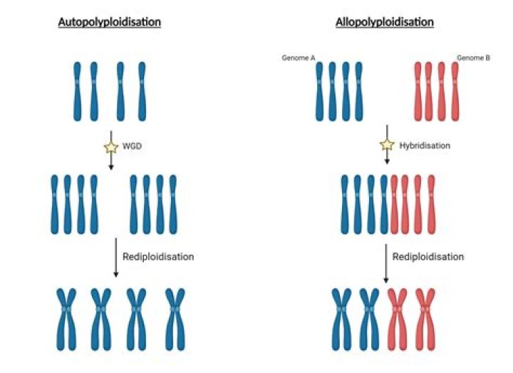 What is duplication process?