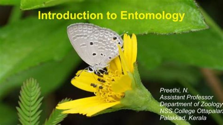 What is entomology Stadium?