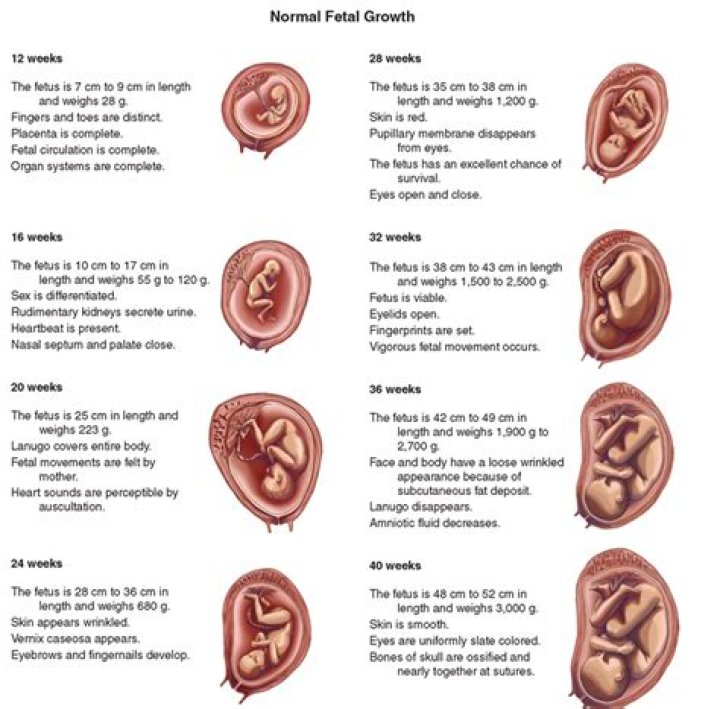 What is fetal viability?