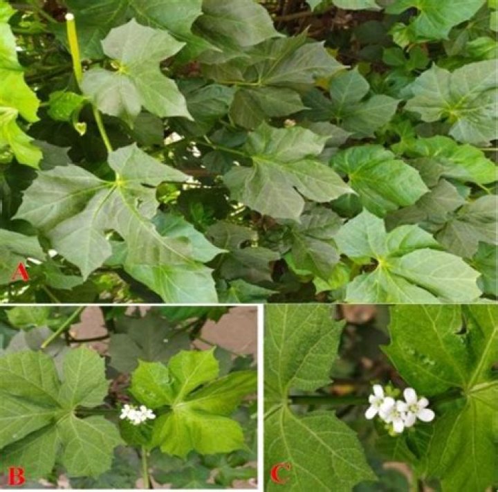 What is Jatropha Tanjorensis?