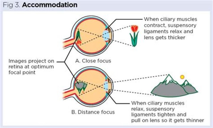 What is meant by the accommodation of the eye?