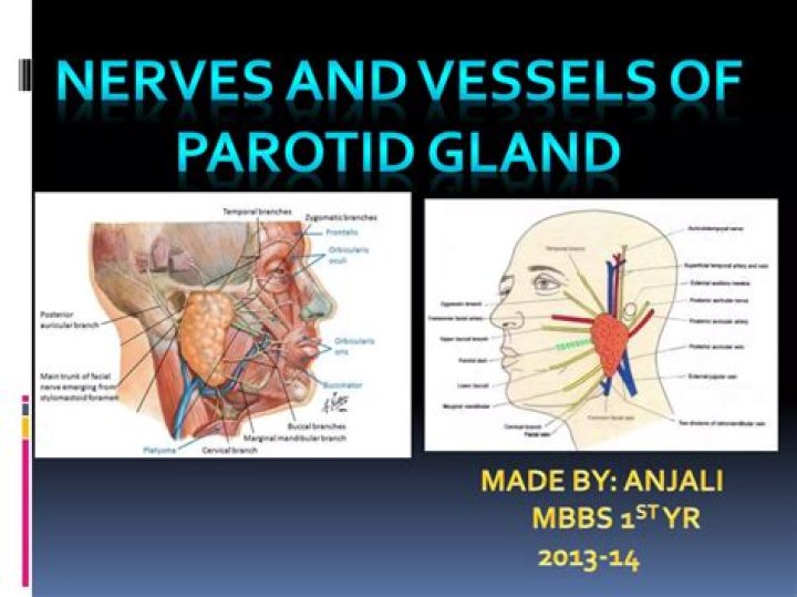 What is mixed parotid tumor?
